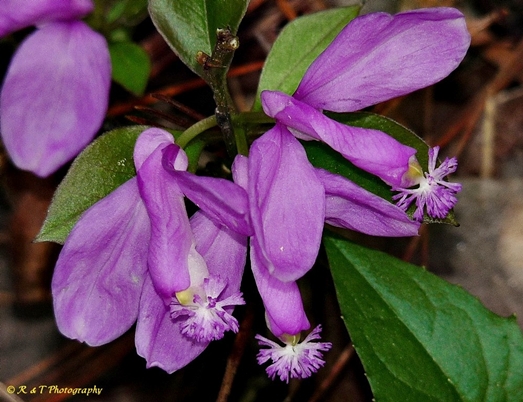 {Polygaloides paucifolia}